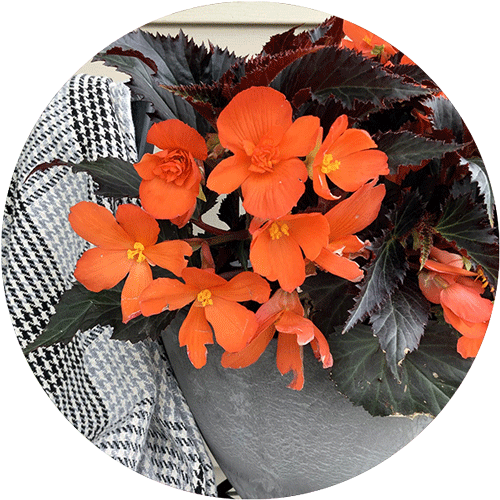 Orange Begonia with dark leaves.